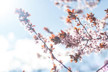 Blooming wild cherry tree - wallpaper