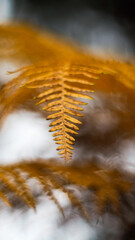 Macro de feuilles de fougère jaunes, à l'approche de l'automne