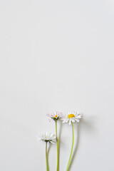 white daisies on white background