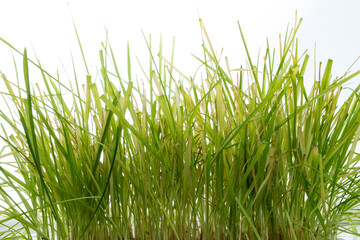 yellowed grass, drying overgrown lawn, lawn problems