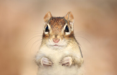 face of chipmunk in forest