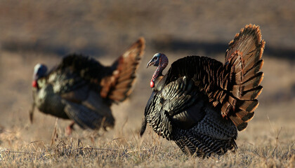 wild turkey in nature during autumn