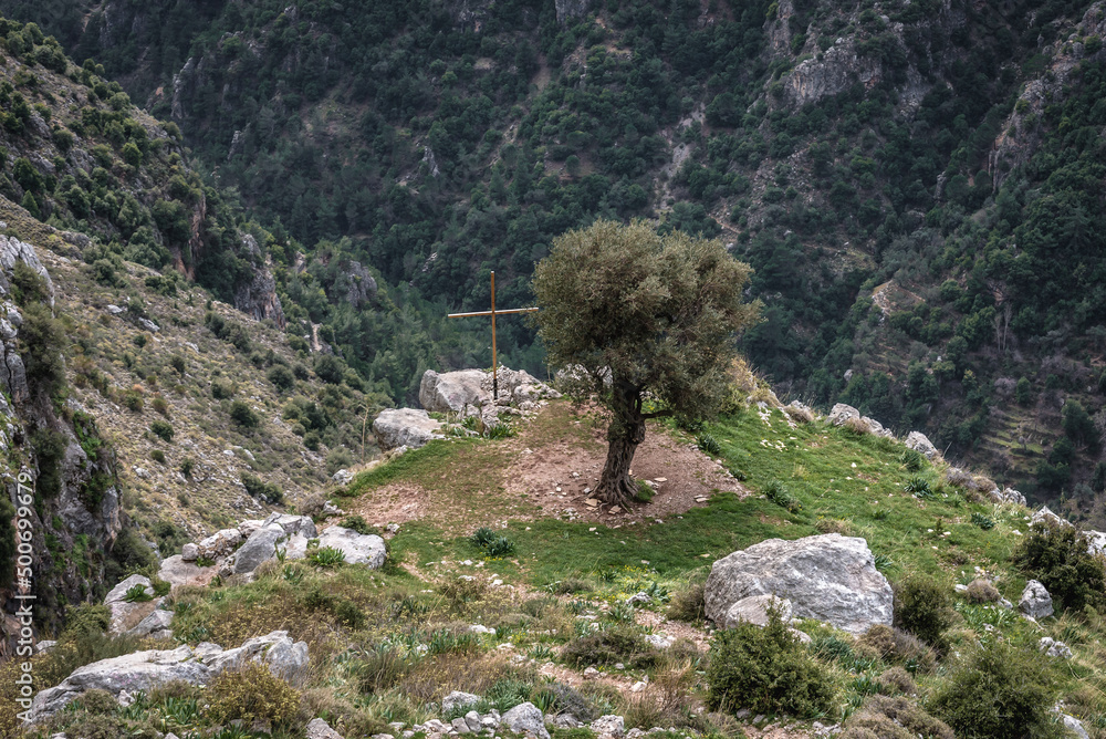 Canvas Prints Olive tree in Kadisha Valley in North Governorate region of Lebanon