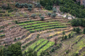 Fototapeta na wymiar Terrace orchards, view from St Anthony Monastery also known as Qozhaya Monastery in Kadisha Valley< Lebanon