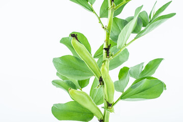 Fototapeta premium Fresh organic vegetable broad beans on white background