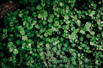 Microgreens close up, natural  background