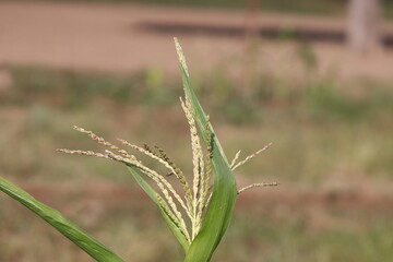 photo of green grass head flowers or ears of corn crop