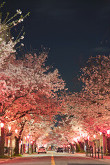 大阪市の磯路三丁目桜通の夜桜(縦)