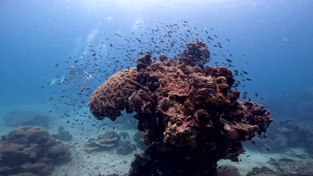 Under Water Film 4k - Thailand - camera circeling a mushroom shaped coral rock with thousands of small dark fish clustering around the coral rock