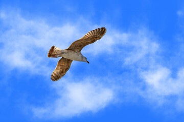 A seagull soars overhead in a blue sky.
