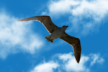 A seagull soars overhead in a blue sky.
