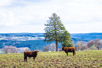 Aux alentour de Stavelot