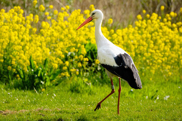 Ooievaar -  Stork