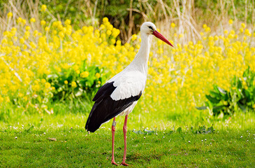 Ooievaar -  Stork