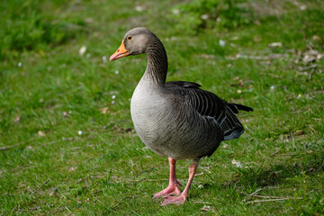 Fototapeta premium Gans || Goose