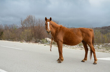 Wild horse walking free in nature. Horse on the road on the mountain.  Brown horse with a braid.