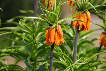 Flowers of crown imperial blooming in the spring. Fritillaria imperialis, the crown imperial, imperial fritillary or Kaiser's crown, is a species of flowering plant in the lily family Liliaceae.