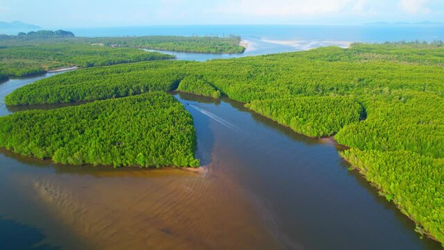Aerial view green mangrove forest nature tropical rainforest. Mangrove landscape and beautiful river curve. khao jom pa, trang, Thailand. 4K Drone.
