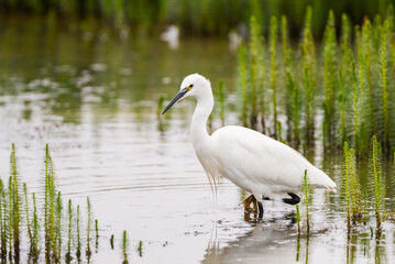 Little Egret (Egretta garzetta)