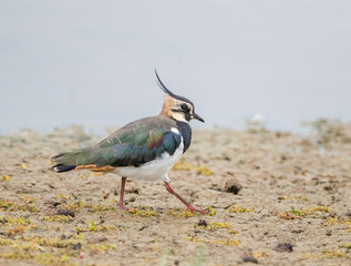 Northern Lapwing (Vanellus vanellus) Striding, Searching for Food on a Shoreline