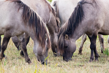 Polish Konik Ponies Grazing © Richard Hadfield