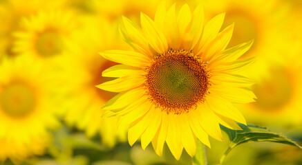 Beautiful summer landscape with Field of blooming sunflowers field