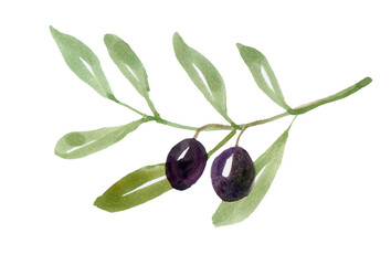 watercolor branch with olives isolated on a white background