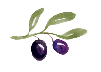Olive branch with fruits on a white background. Watercolor drawing.