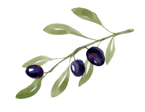 black olive branch. watercolor illustration on white