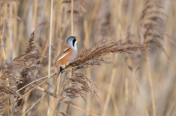 A Male Bearded Reedling Tit (Panurus biarmicus) Feeding on a Reed Head Arching over a Stream in Orange Evening Light.