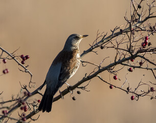 Fieldfare (Turdus pilaris)