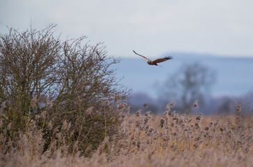 Western Marsh Harrier (Circus aeruginosus)