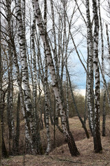Many naked birch trees in early spring in cloudy weather