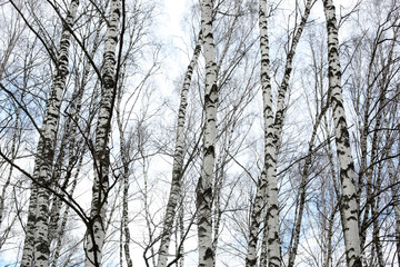 Many naked birch trees in early spring in cloudy weather