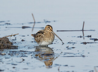 A Common Snipe (Gallinago gallinago) Wading in Shallow Water