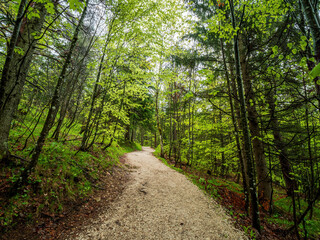 Fototapeta na wymiar Bavarian Forest gravel trail path with nature sun rails though the tree spots