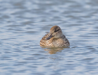 Female Eurasian Teal Duck (Anas crecca) Swimming