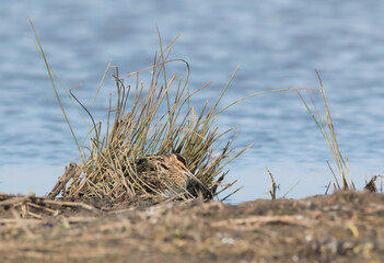 A Common Snipe (Gallinago gallinago) Sleeping on its Nest in a Tussock of Grass