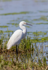 Little Egret (Egretta garzetta)