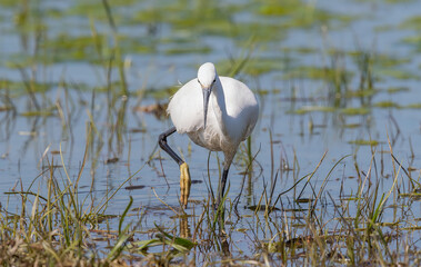 Little Egret (Egretta garzetta)