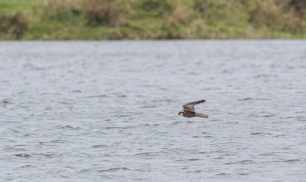 Speeding Eurasian Hobby (Falco subbuteo)