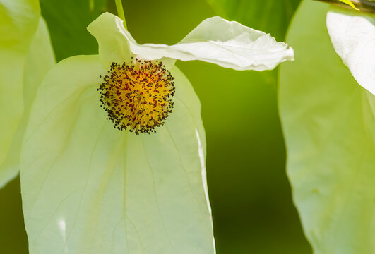 A Flower of a Pocket Handkerchief Tree (Davidia involucrata).