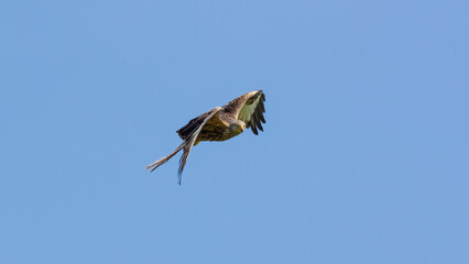 Red Kite (Milvus milvus) In Flight