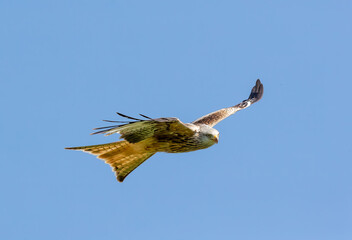 Red Kite (Milvus milvus) In Flight