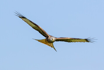 Red Kite (Milvus milvus) In Flight