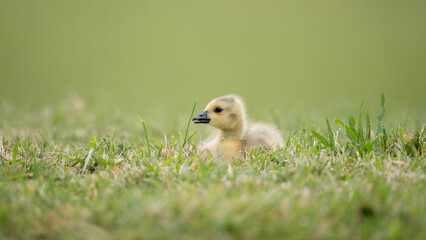 Greylag or Graylag Goose (Anser anser) Chick or Gosling