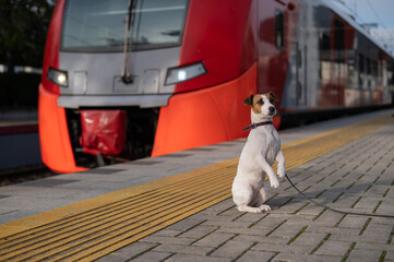 Jack Russell Terrier dog sits alone at the train station outdoors.