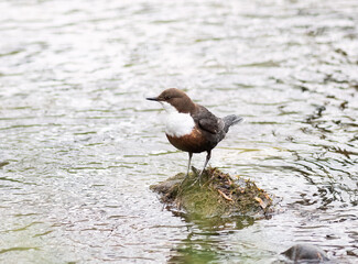 White-Throated or European Dipper (Cinclus cinclus) in a Stream