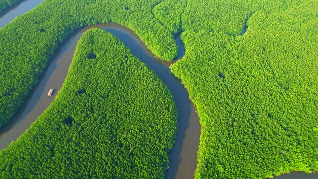 Aerial view green mangrove forest nature tropical rainforest. Mangrove landscape and beautiful river curve. khao jom pa, trang, Thailand. 4K Drone.
