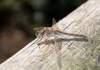 Female Common Darter Dragonfly (Sympetrum striolatum)